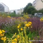 Bunt Gemischtes aus Wien - Österreich Städte Wien  20140624_162016_Android-150x150