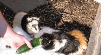(Meer-)Schweinereien zum Wochenende - Tiere  126-2643_IMG-400x220