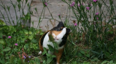 (Meer-)Schweinereien zum Wochenende - Tiere  IMG_2909-400x220