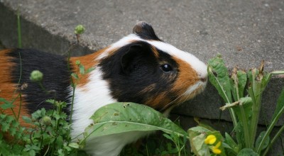 (Meer-)Schweinereien zum Wochenende - Tiere  IMG_2925-400x220
