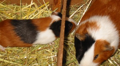 (Meer-)Schweinereien zum Wochenende - Tiere  IMG_5332-400x220