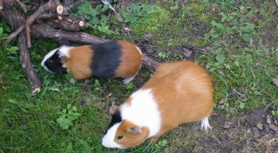 (Meer-)Schweinereien zum Wochenende - Tiere  IMG_5383-400x220