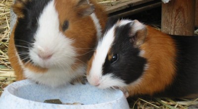 (Meer-)Schweinereien zum Wochenende - Tiere  IMG_5392-400x220